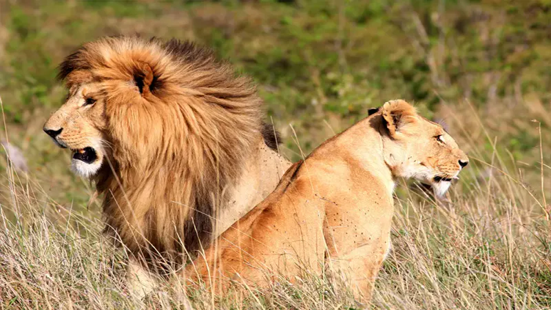 Explore Kenya's Best in 5 Days – Masai Mara, Lake Nakuru & Naivasha Adventure
