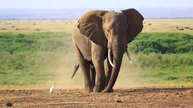 11 Tage – Nairobi/Samburu-Nationalreservat/Nyayuki Fairmount/Bogoria-See/Naivasha-See/Masai Mara/Amboseli