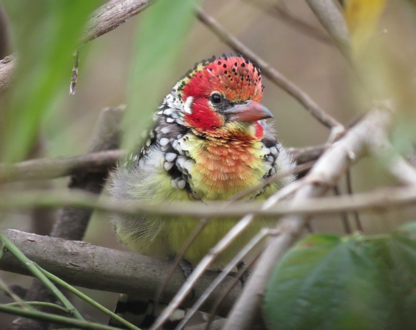 2-Day Lark Plains & Arusha National Park Birdwatching Safari