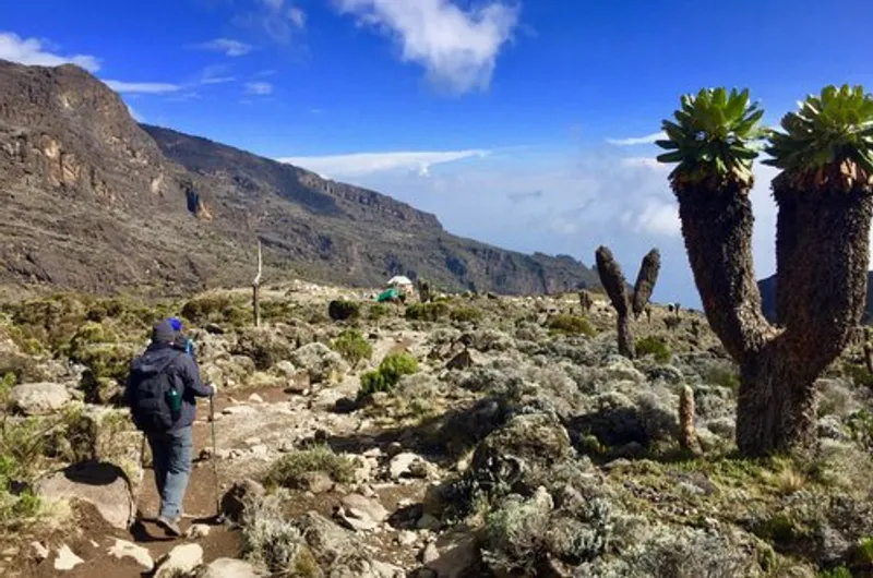 7-Days Kilimanjaro Climb Via Lemosho Route