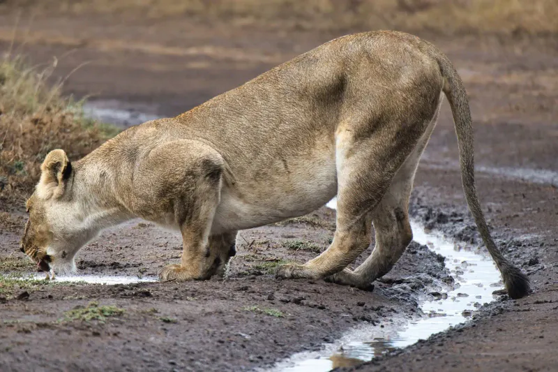 4-Day Ngorongoro, Serengeti & Tarangire Luxury Tour