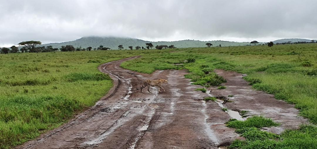 3 Days Tanzania Wildlife Safari