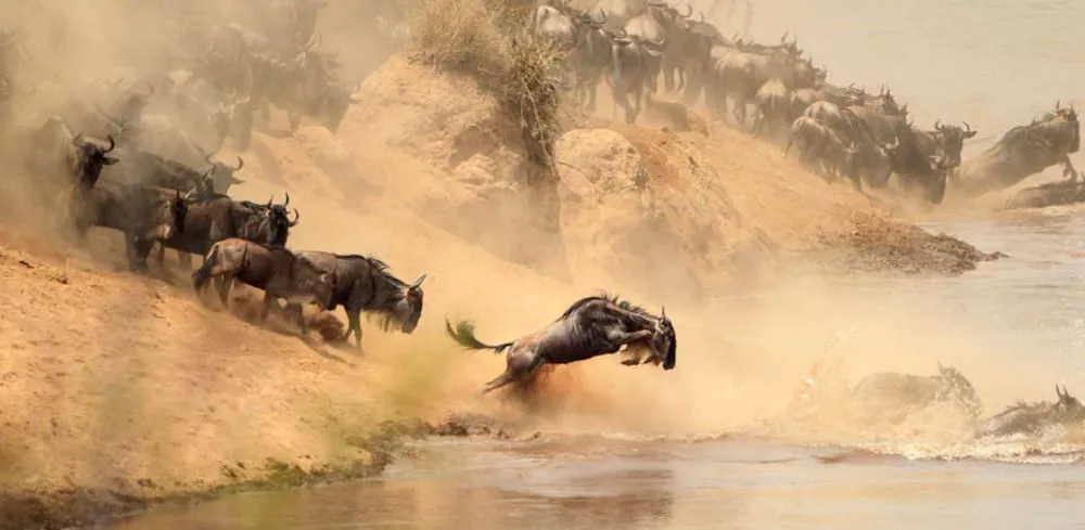 4 Day: Maasai Mara and Lake Nakuru | Budget Safari