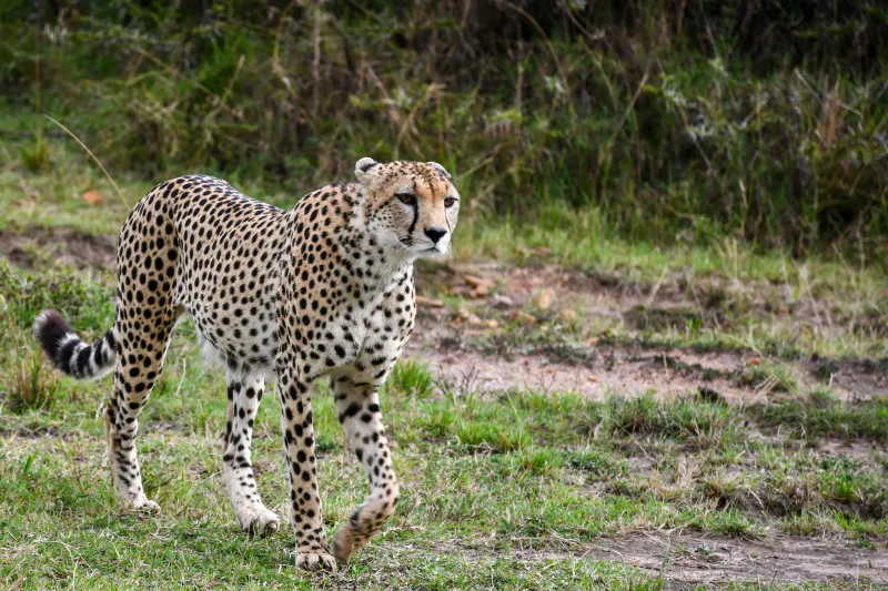 6-Day Budget Safari Circuit-from Mara to Serengeti