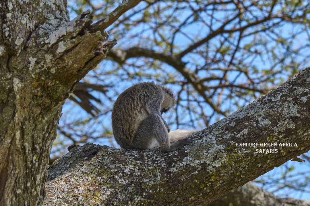2-Days Lake Manyara & Ngorongoro Amazing Adventure