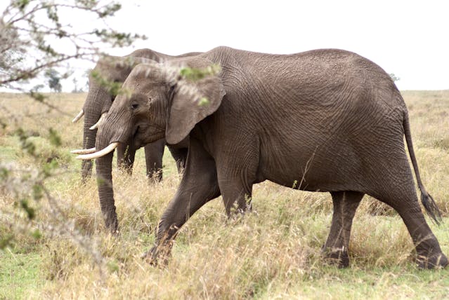 4-Day Magic Experience Safari Mix Lodge & Camp