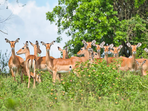 10-Day Uganda Ultimate Safari - The Shuttle Hospitality - Safarigo