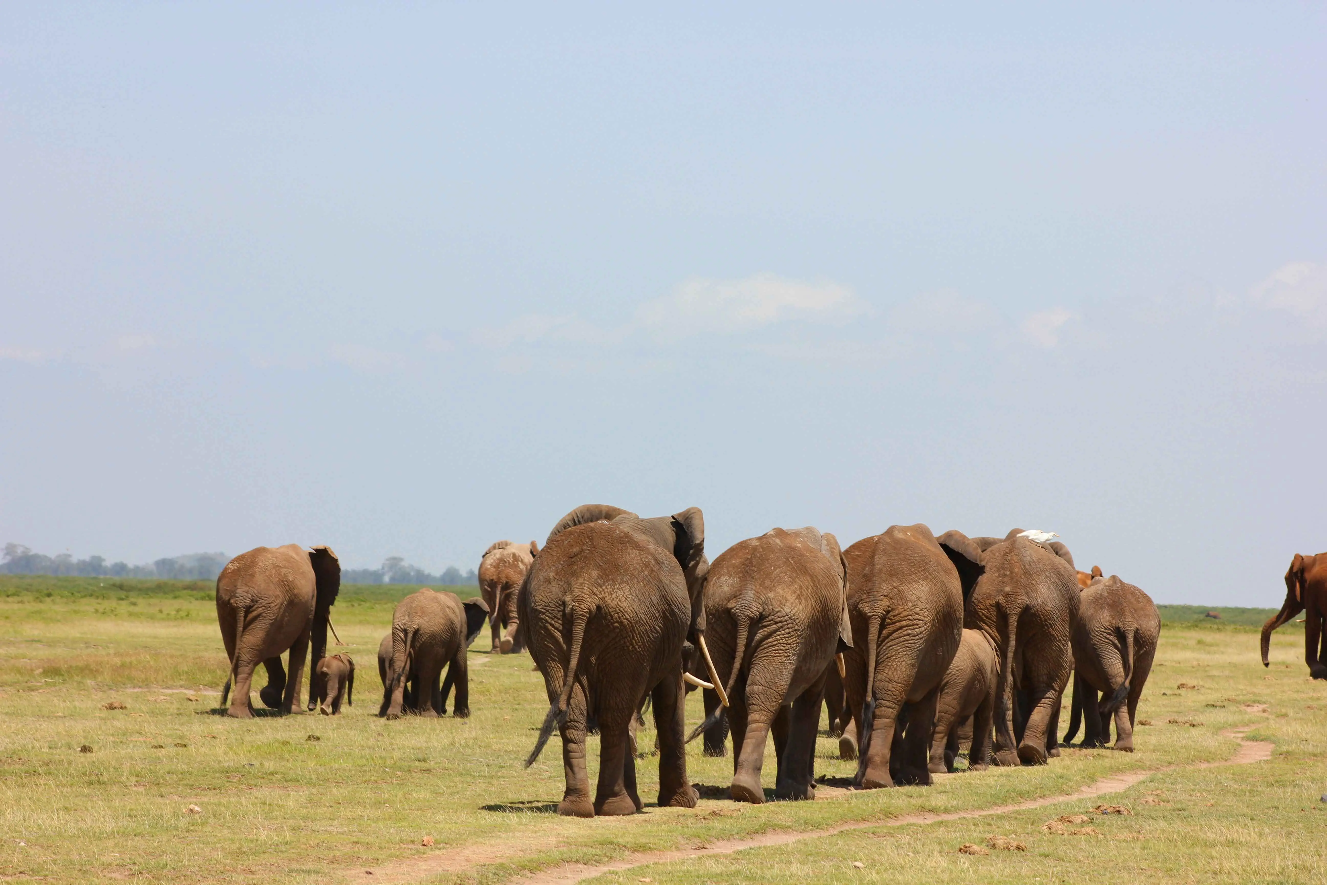 3 Days Tanzania Big 5 Budget Safari – Tarangire, Ngorongoro & Lake Manyara