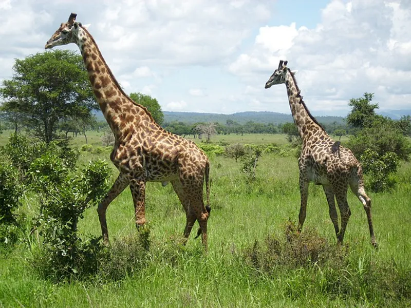3-Day Mikumi And Udzungwa Wonders