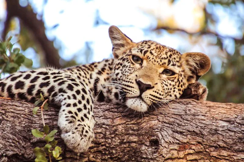 5-Day Tarangire, Serengeti & Ngorongoro Lodge Safari