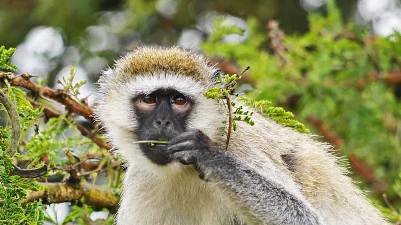 15-Day Wildlife Safari and Gorilla Trekking in Uganda