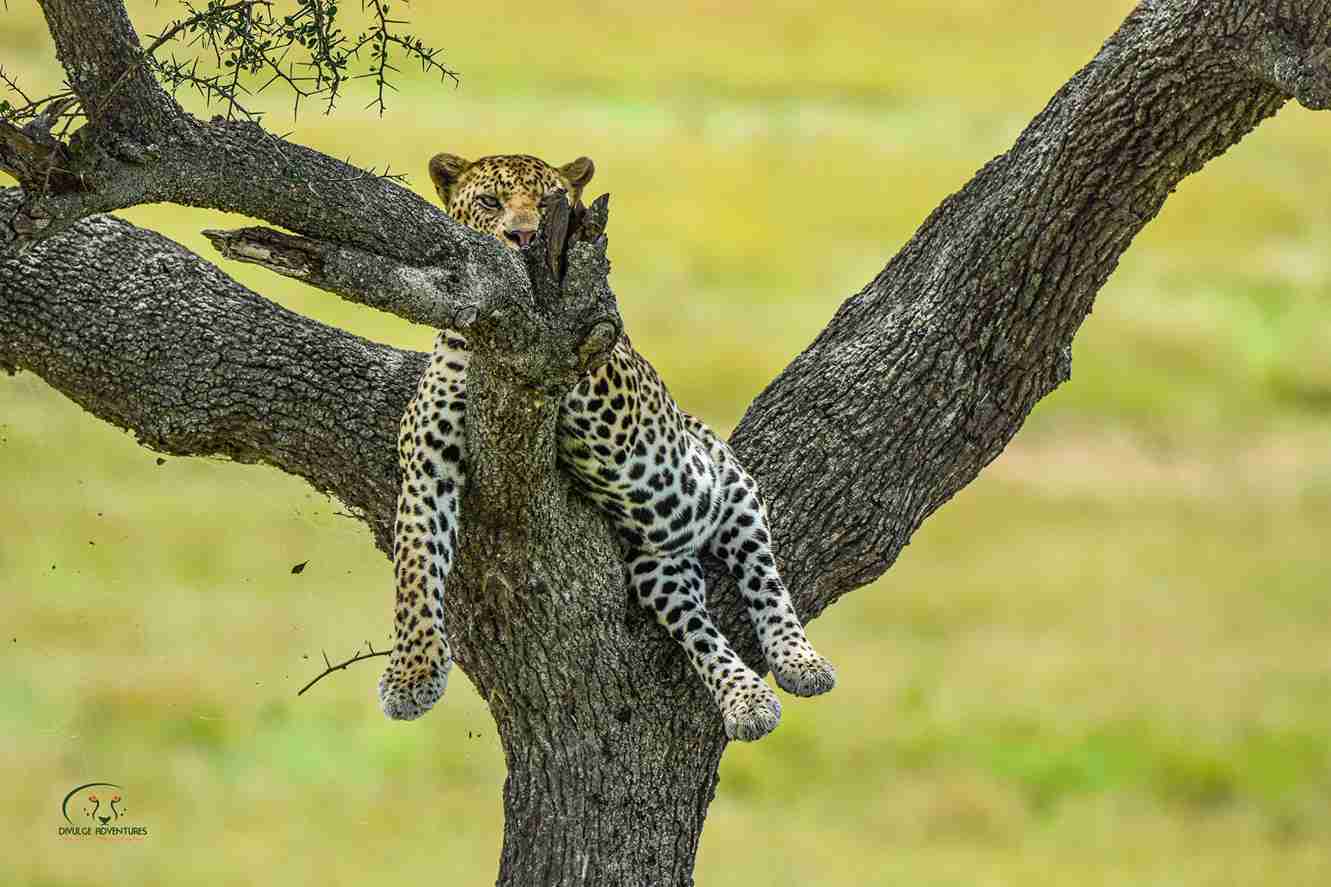 4- Day Lake Nakuru and Masai Mara Classic Budget Safari