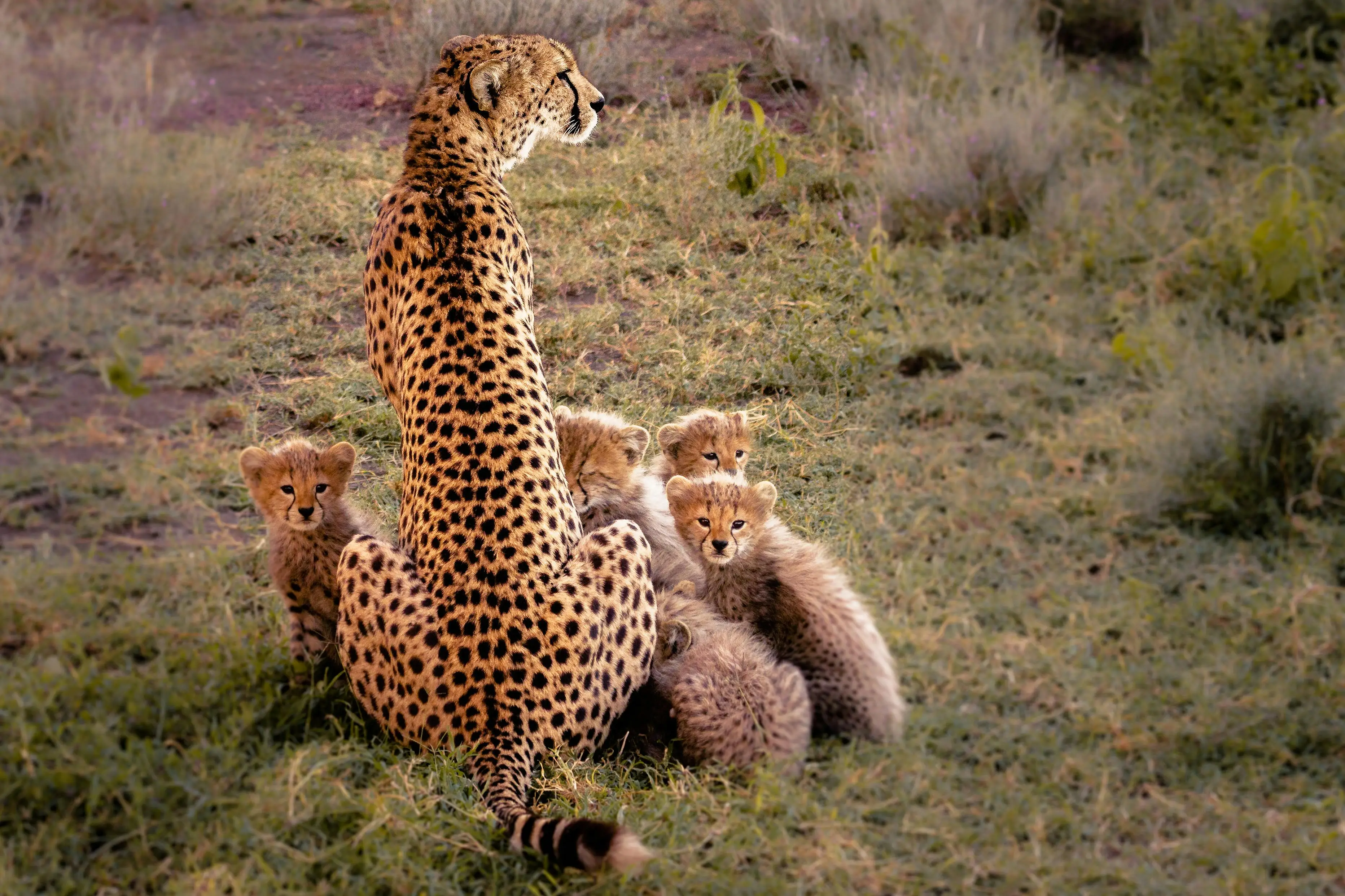 5-Day Ndutu Calving Season & Big Five Safari (Tarangire, Serengeti & Ngorongoro)
