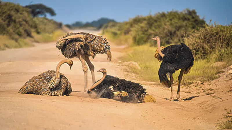 7-Day Tanzania Classic Safari with Kilimanjaro Hike