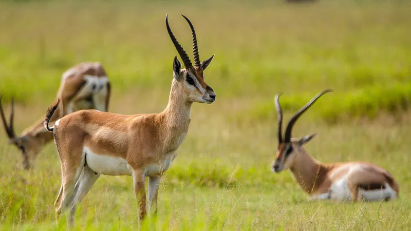9 Day - Tanzania Safari in Style - Midrange