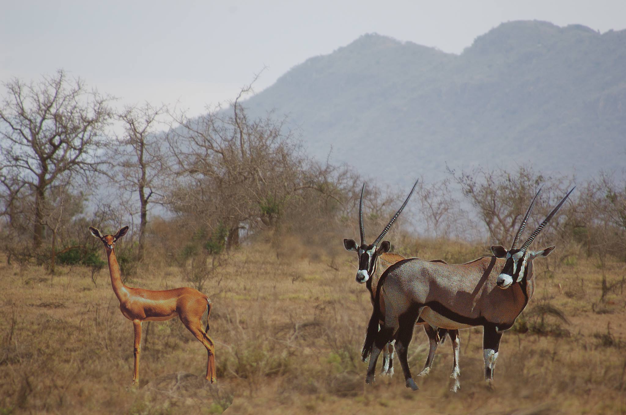 2 DAYS SHORT & SWEET SAFARI