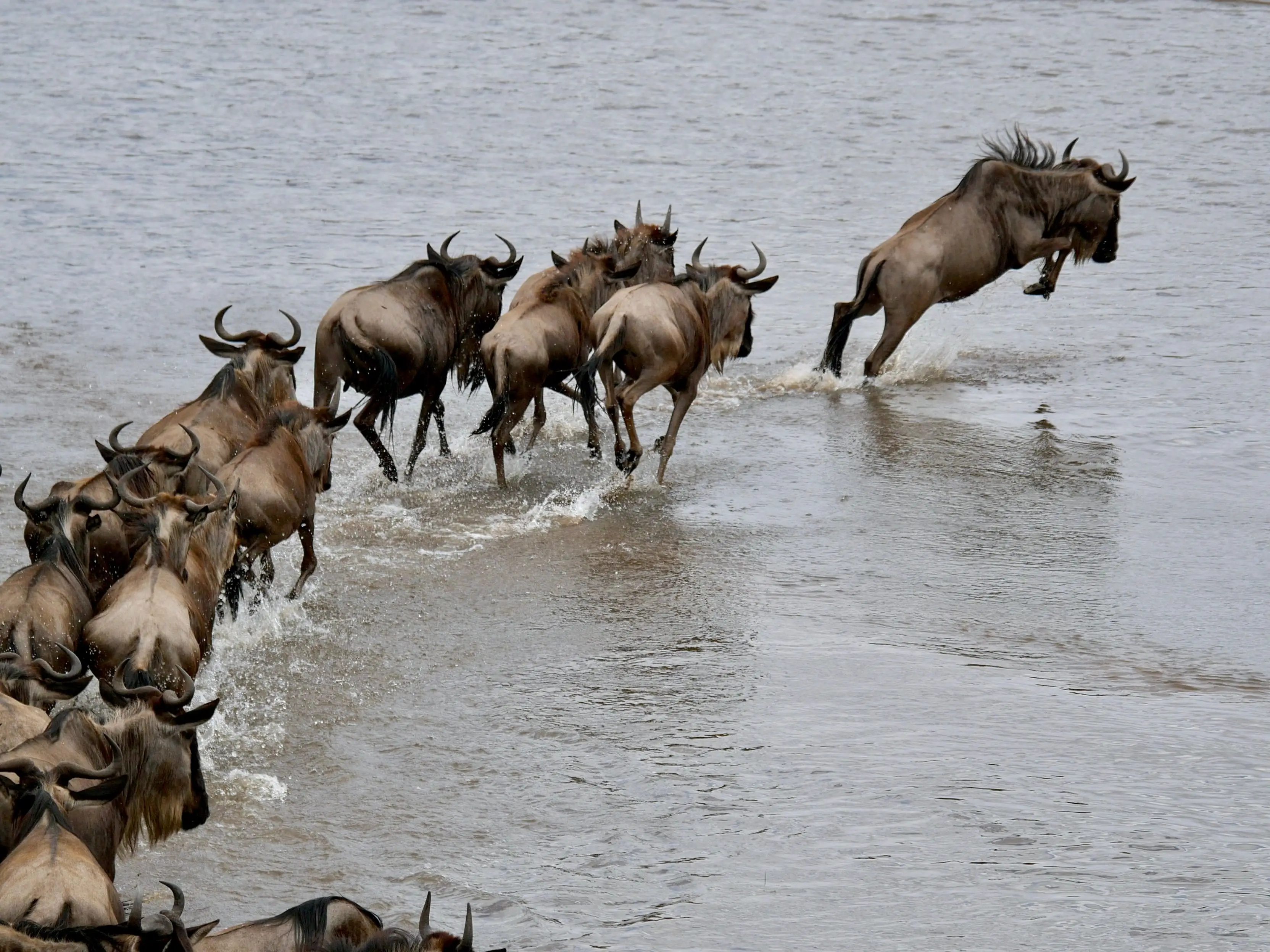 6 Days Northern Serengeti & Mara River Crossing Safari Witness the Greatest Wildlife Spectacle on Earth