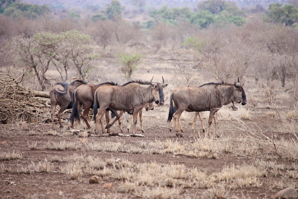 6 Day Mid-Range Manyara,Serengeti,Ngorongoro Crater & Tarangire