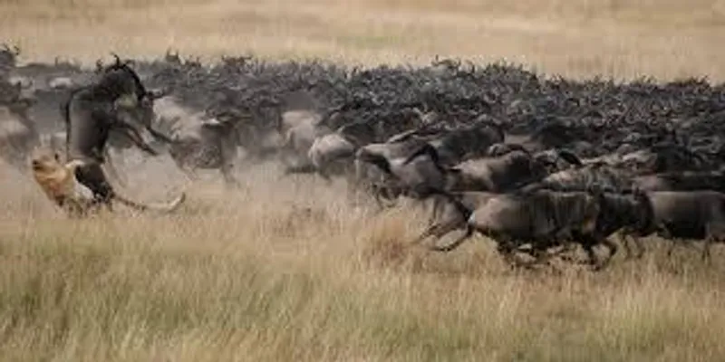 8 Day Great Wildebeest Migration Safari