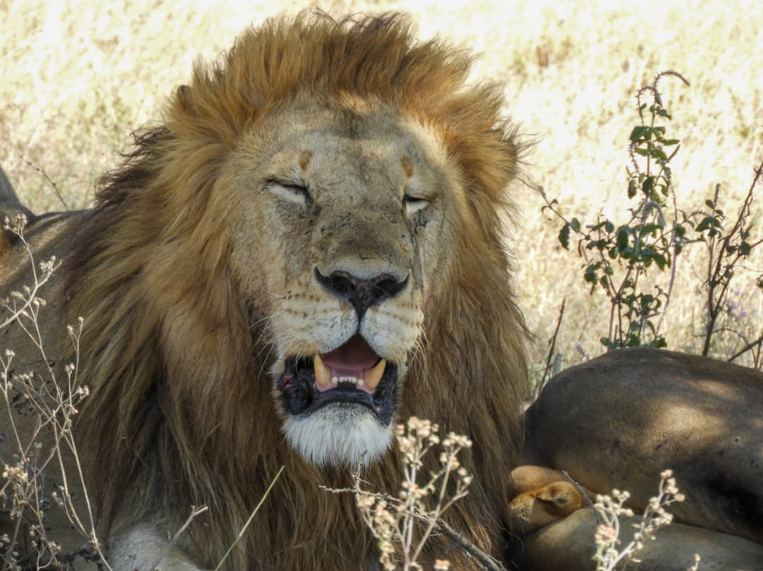 7 Days / 6 Nights Tanzania Group Budget Tour- Classic Safari & Cultural Discovery