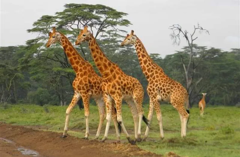 One Day Walking In Crescent Island Game Park