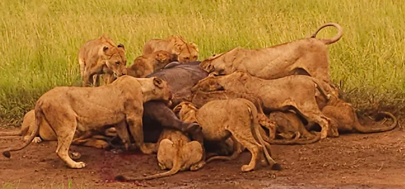7-Days Tanzania Lodge Safari