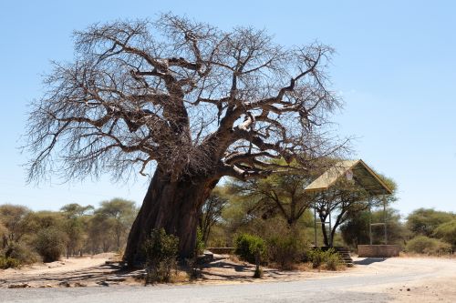 8-Day The Ultimate Safari: Explore the Great Migration