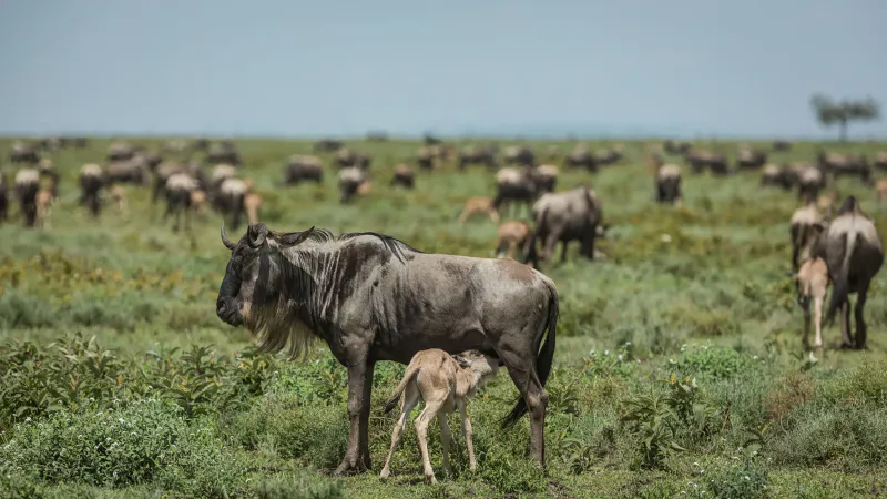 8-Days Best Of Migration Safari - Mara River Crossing Experience