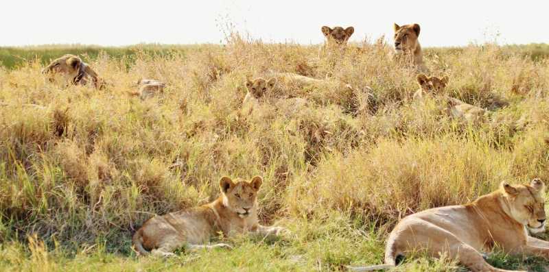 2-Day Tarangire & Ngorongoro Crater Big Five Safari
