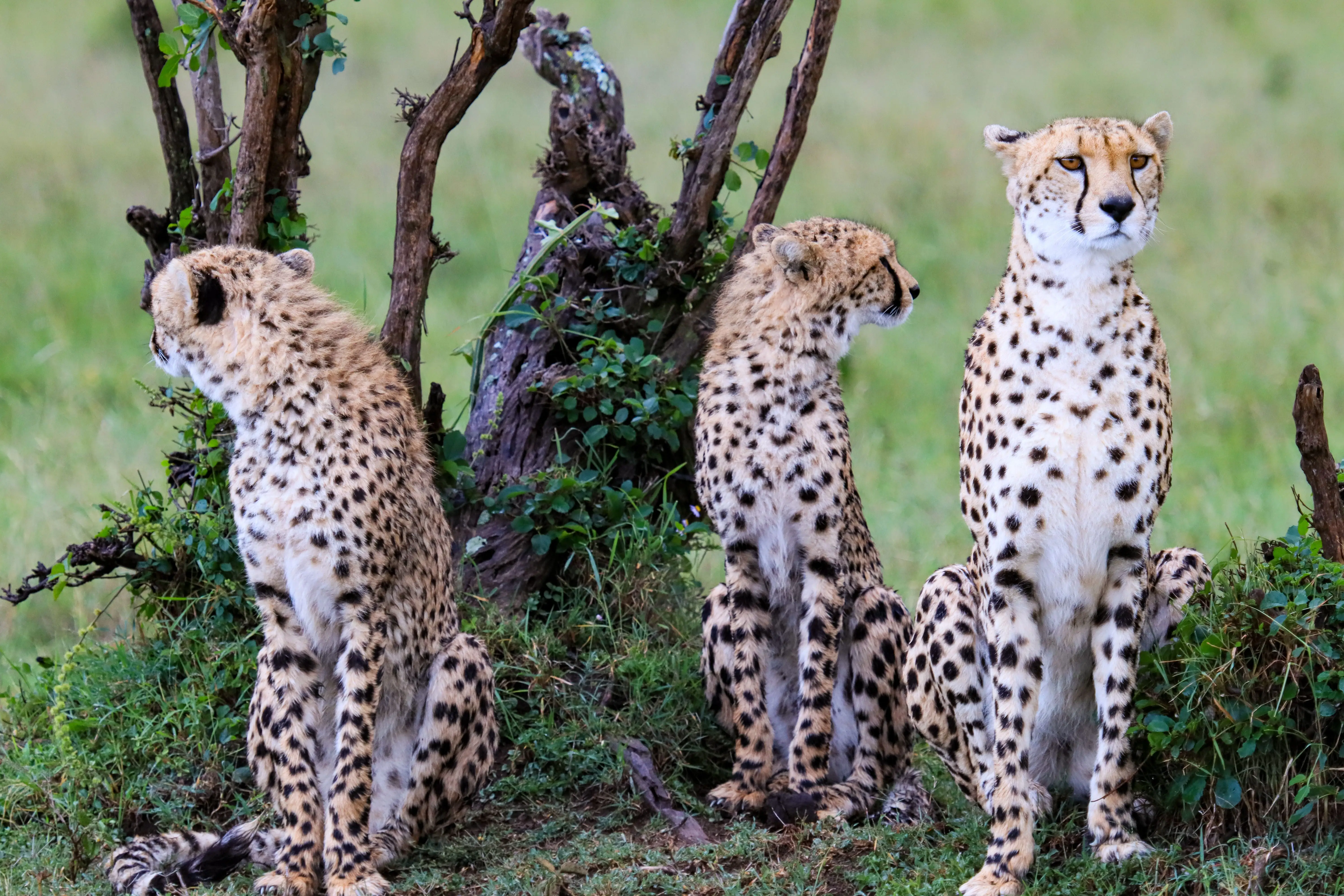 7 Days Honeymoon Migration Retreat Luxury Safari