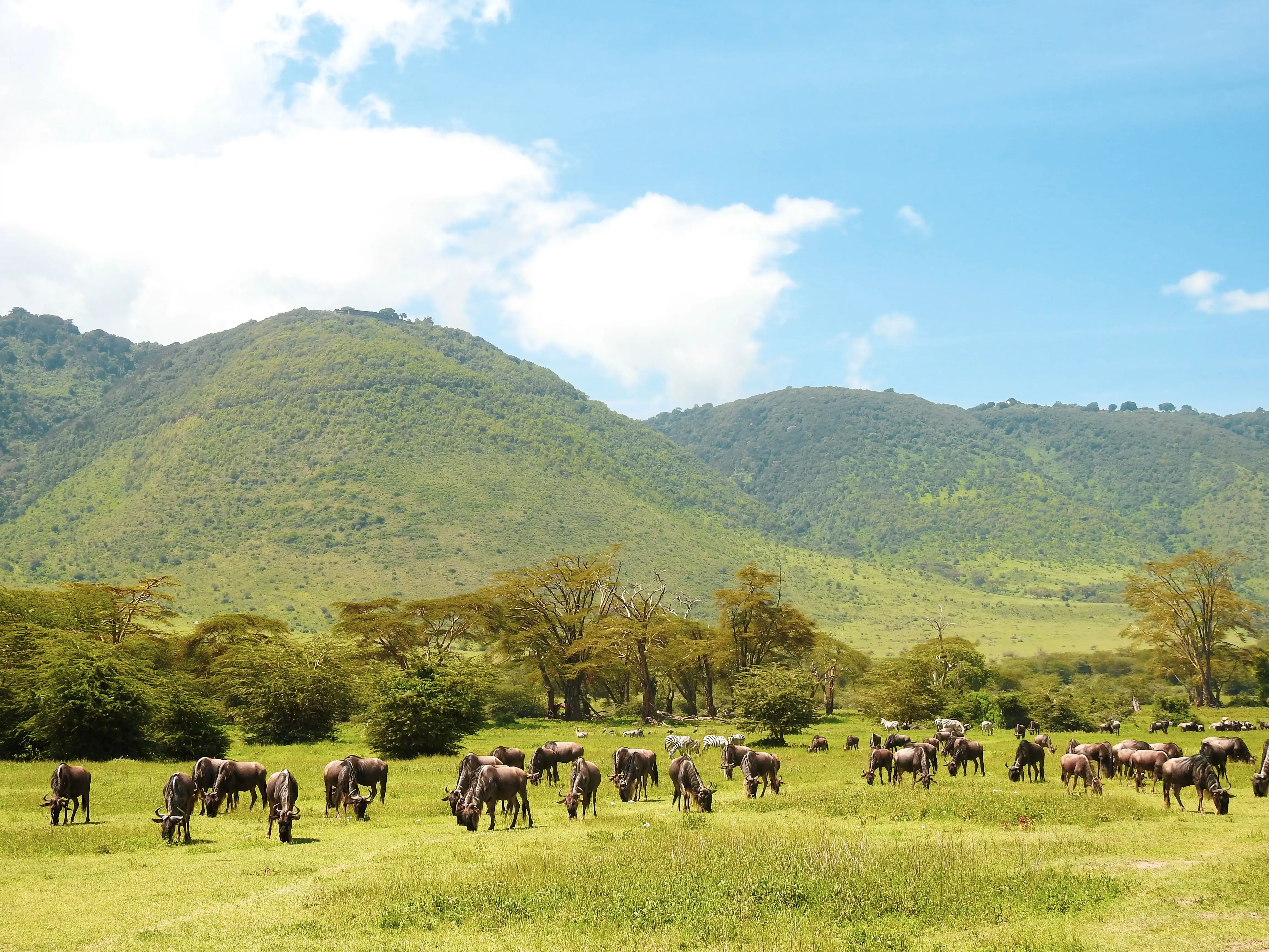 7 Days Luxury Air Return Serengeti Migration Safari Experience