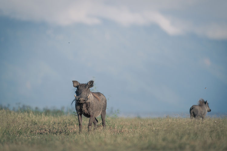 8 Day Tanzania Luxury Safari Wildlife Viewing - Lion King Adventures - Safarigo