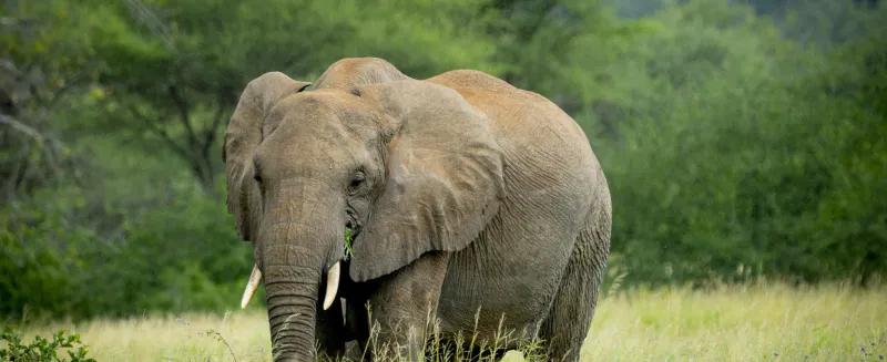 4-Day Signature Safari Tarangire, Lake Manyara & Ngorongoro Crater