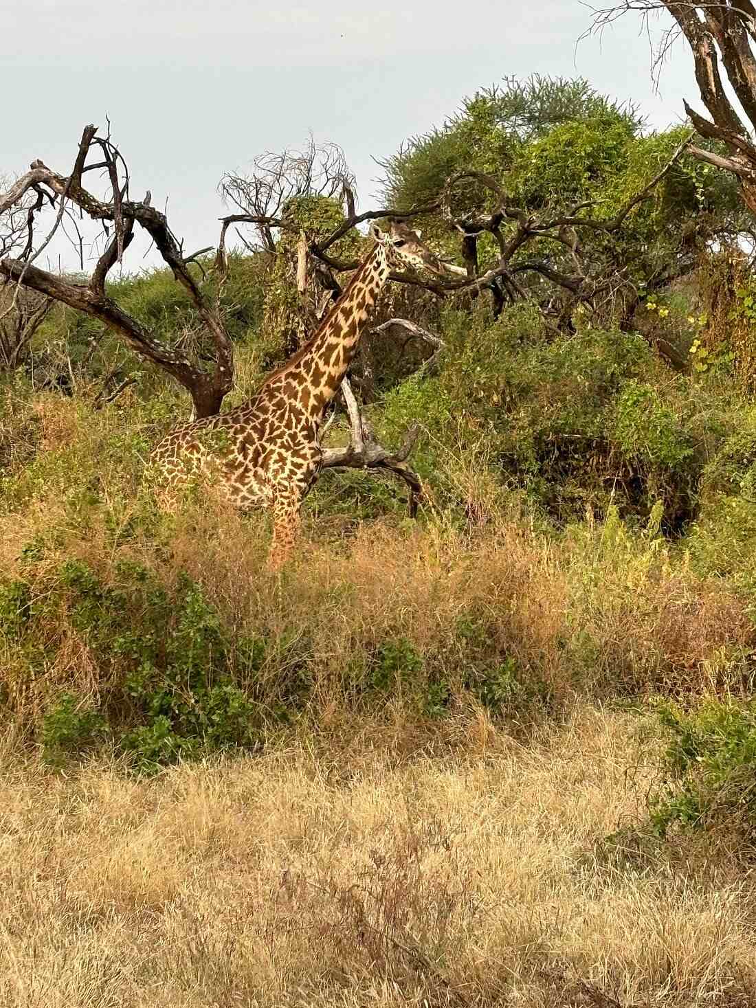 6-Day Mid-Range Safari in Tanzania