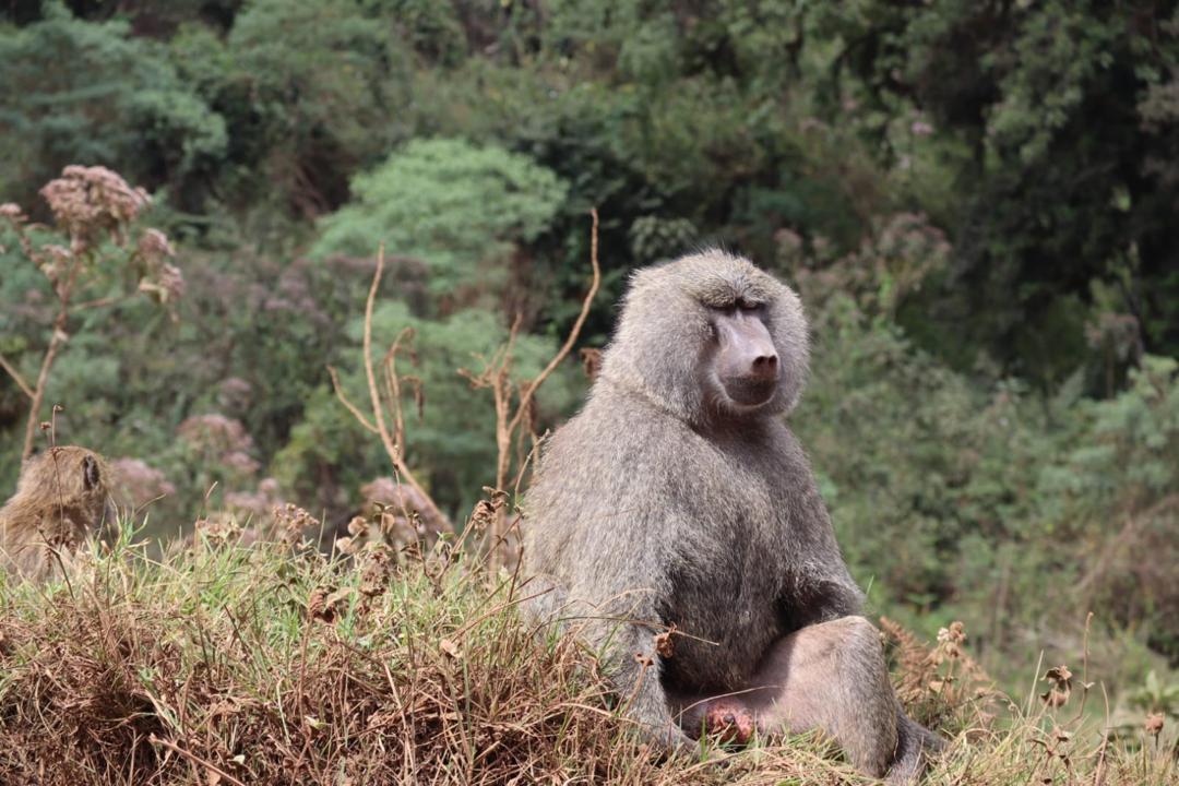 6 Days Tanzania Mid-Range Safari: Tarangire, Serengeti, Ngorongoro Crater.