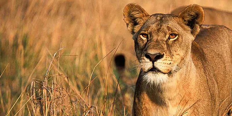 7-Day Luxury Safari All-Inclusive