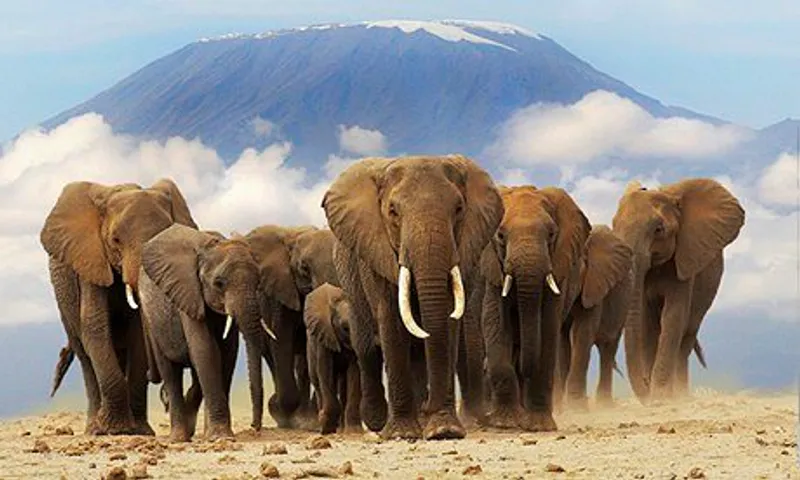 3 Days,2 Nights - 4x4 Jeep Amboseli Budget Safari