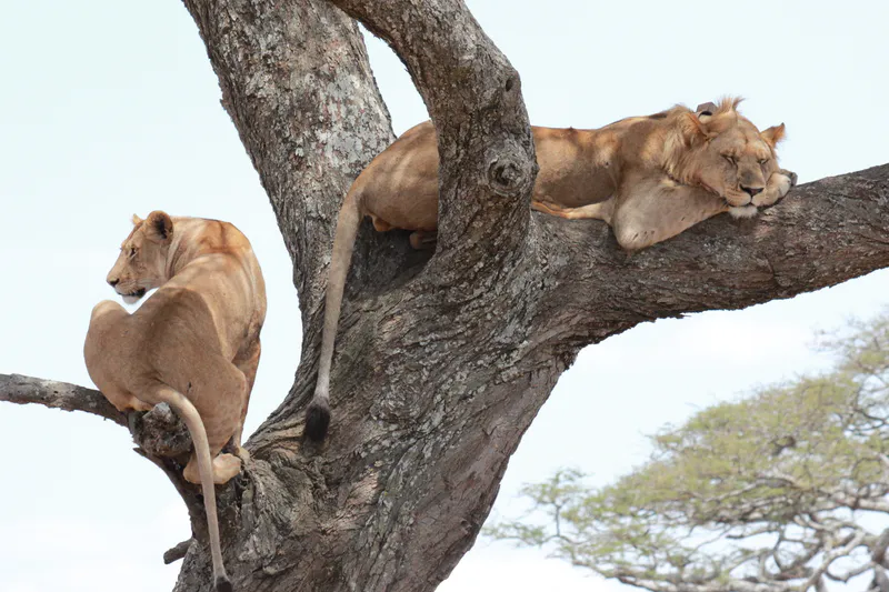 5 Days Northern Circuit safari