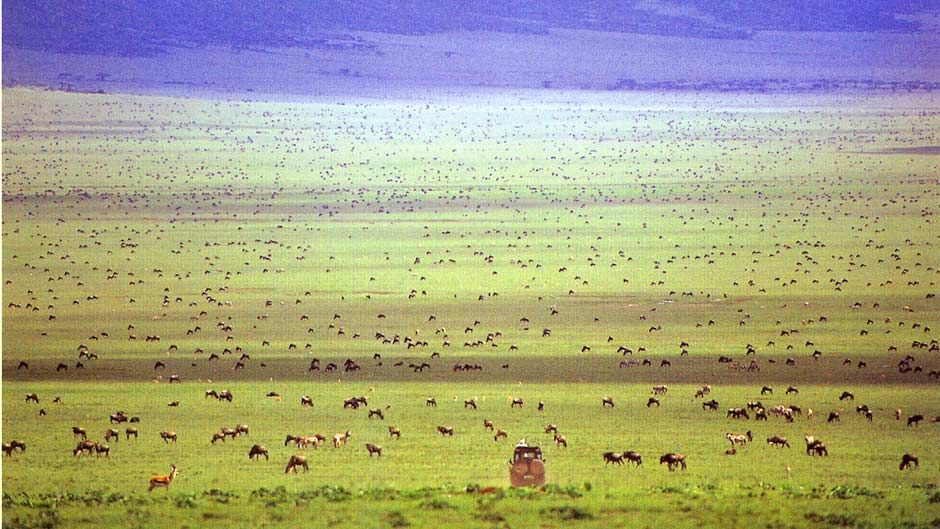 10-Day Migration & Zanzibar Escape