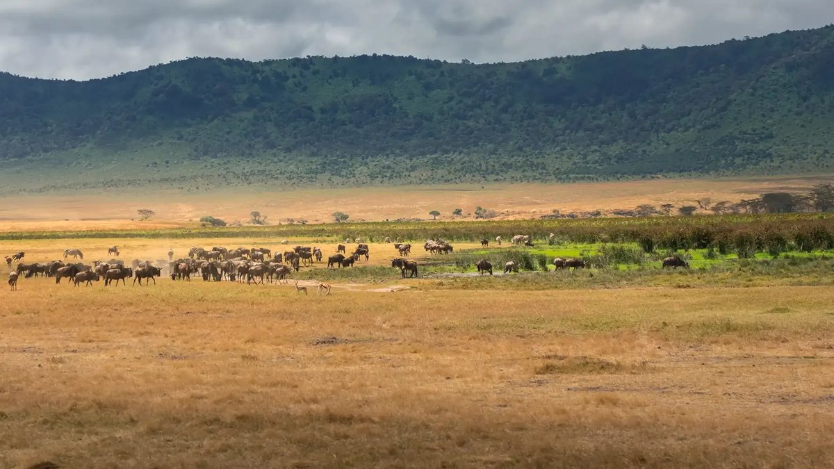 Ngorongoro Crater Day Trip from Arusha