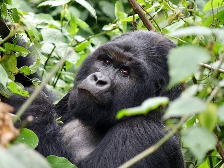 11-Day Gorillas, Chimps and Wildlife Uganda Safari