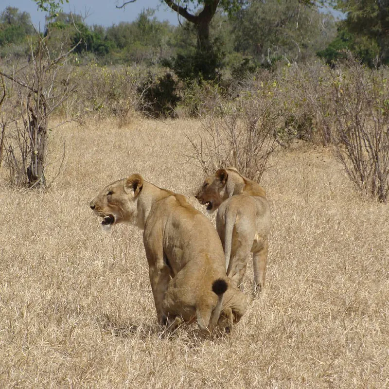 2Days - Selous Safari (Nyerere NP) from Dar-Es-Salaam
