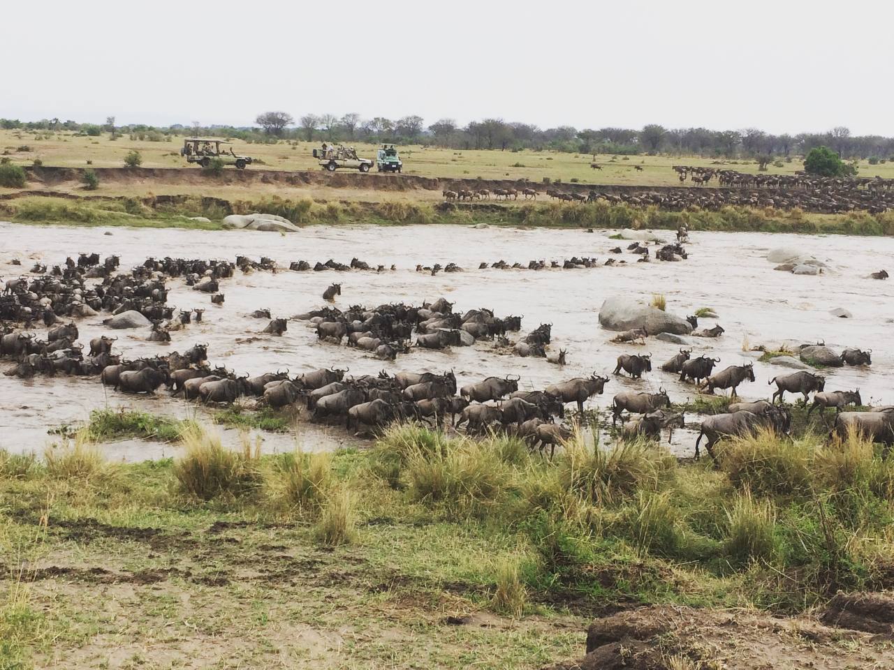 5-Day Wildebeest Migration Calving in Ndutu - African Big Cats Safaris - Safarigo