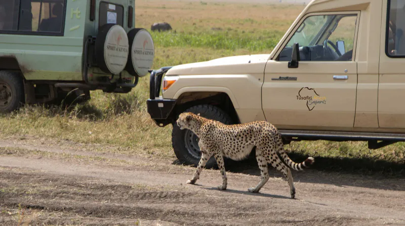 4-Day Lake Naivasha & Masai Mara Wildlife Safari