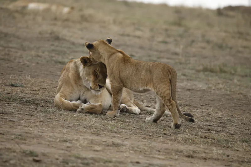 4-Day Mikumi NP & Nyerere NP Unforgettable Adventures