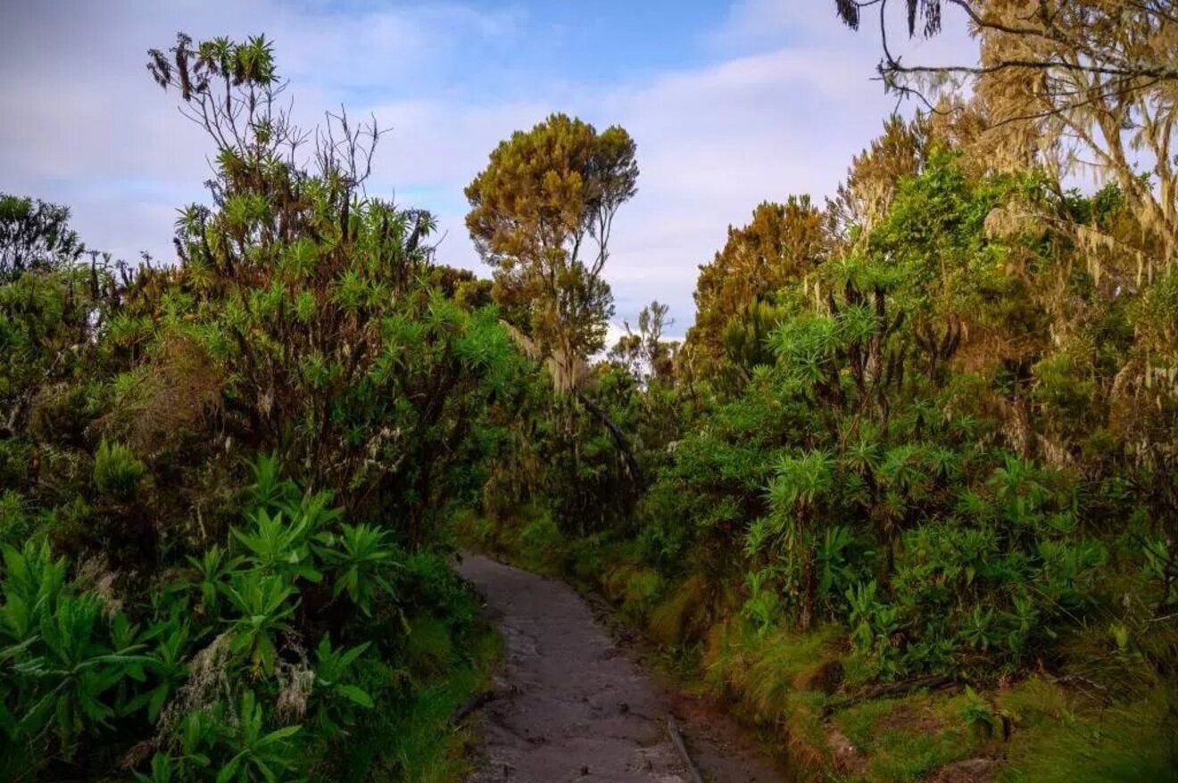 6 Days Kilimanjaro Hiking Via Machame Route