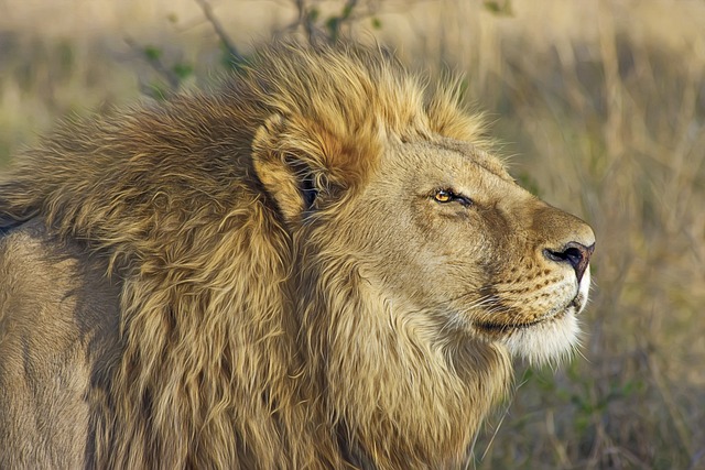 1-DAY LAKE MANYARA PARK ADVENTURE