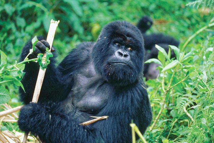 10-Day Uganda Safari