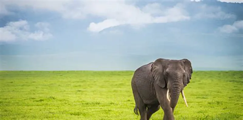 4-DAYS OF A WONDERFUL CAMPING SAFARI IN NGORONGORO AND SERENGETI