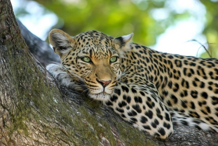 Wild Wonders & Kilimanjaro Vistas: 6-Day Mara • Nakuru • Amboseli Safari